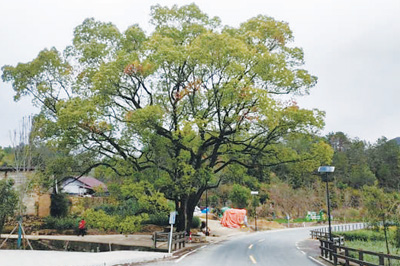信通配资 农村地区的古树谁来保护？（来信调查）